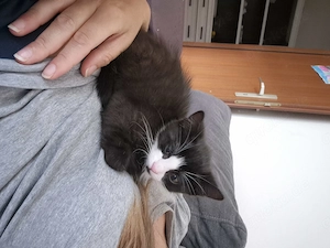 Katze Kitten Hauskatze