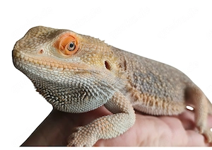 1.0 Pogona Vitticeps Bartagame Männlich Hypo Dunner mit oder ohne Terrarium