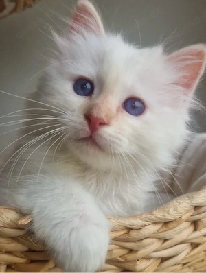 Heilige Birma Kitten mit STAMMBAUM