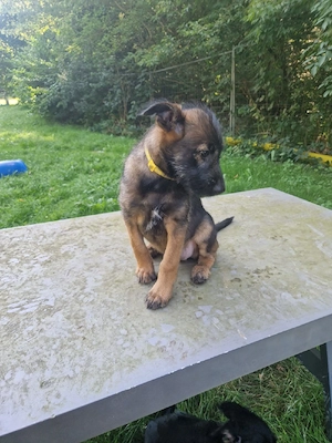 Hundeschule gibt ab sofort ab: Malinois Mix Welpen