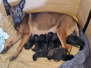 Hundeschule gibt ab sofort ab: Malinois Mix Welpen