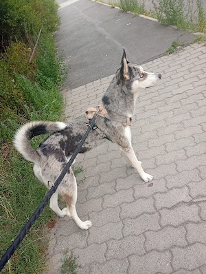 Husky Mix Rüde abzugeben 