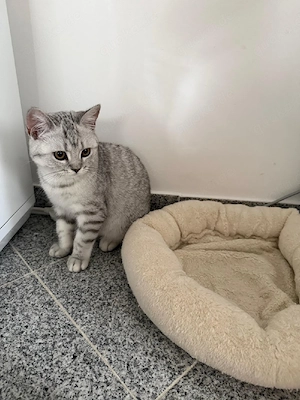 Zwei bezaubernde BKH Kater, 5 Monate, suchen ihr Zuhause