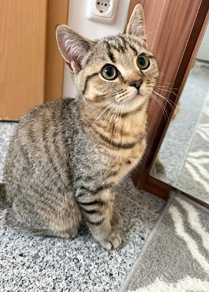 Zwei wunderschöne Britisch-Kurzhaar-Kater, 5 Monate, suchen ihr Zuhause Bild 3