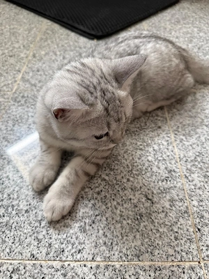 Zwei wunderschöne Britisch-Kurzhaar-Kater, 5 Monate, suchen ihr Zuhause Bild 4