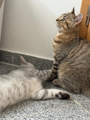 Zwei wunderschöne Britisch-Kurzhaar-Kater, 5 Monate, suchen ihr Zuhause Bild 6