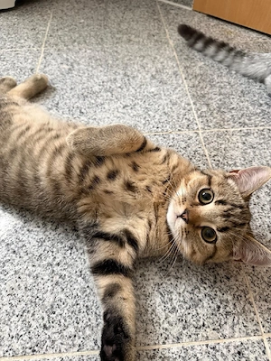 Hübsche BKH Kitten, 6 Monate alt, 2 x Kater