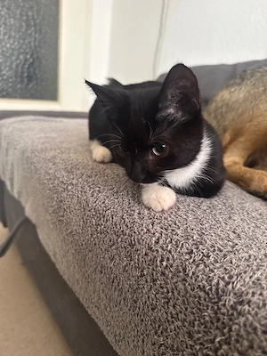 Babykatze abzugeben