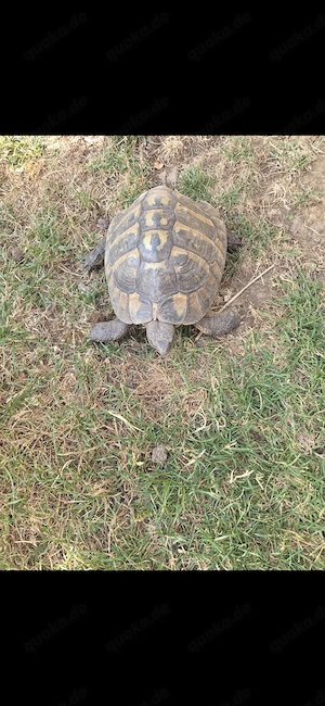 Landschildkröte zuverkaufen