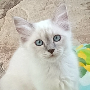 Heilige Birma Kitten