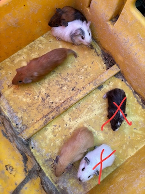 Meerschweinchen buben 