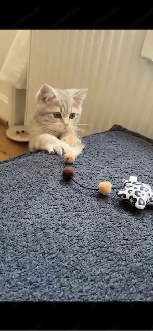 bkh Kater 12 wochen alt 