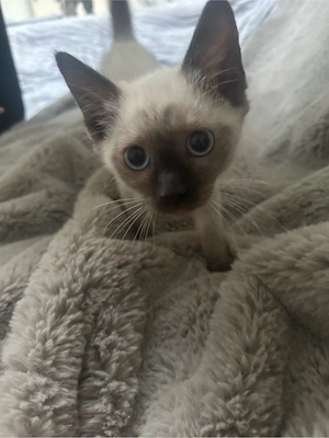 Reinrassige Siam Kitten (chocolate point + seal point)