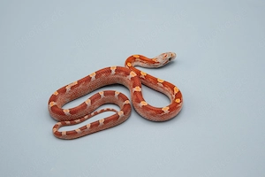 0.1 Hypo Diffused Pied Kornnatter
