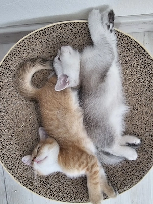    Traumhafte Golden & Silver Shaded Kitten mit blauen Augen   