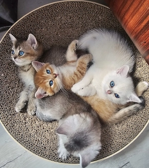    Traumhafte Golden & Silver Shaded Kitten mit blauen Augen   