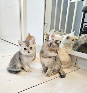    Traumhafte Golden & Silver Shaded Kitten mit blauen Augen   