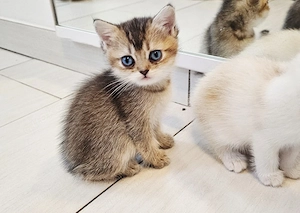    Traumhafte Golden & Silver Shaded Kitten mit blauen Augen   