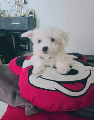Reinrassige Mini Malteser Welpe Mädchen 