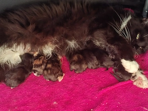 Zuckersüße Maine Coon Kitten