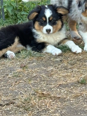 Tolle Mini Australian Shepherd Welpen AB SOFORT