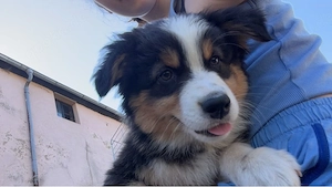 Tolle Mini Australian Shepherd Welpen AB SOFORT