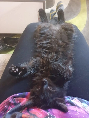 Sibirische waldkatzen Mix Kater