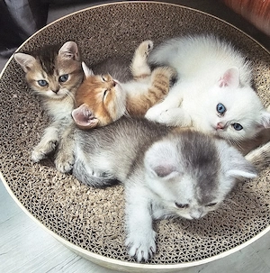    Traumhafte Golden & Silver Shaded Kitten mit blauen Augen   