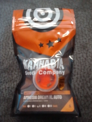 Amnesia Dream XL 5+2 Hanfsamen