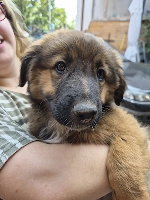 Harzer Fuchs Bordercollie Mischlinge 