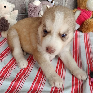 Ab sofort verfügbar   Sibirische Husky-Welpen
