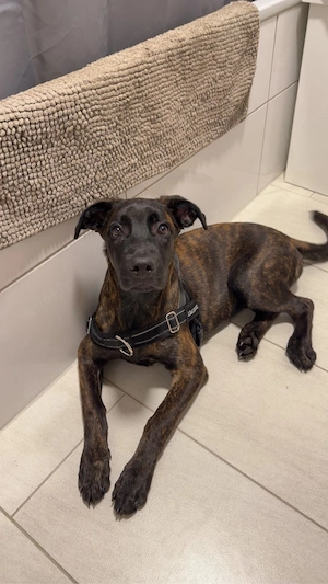 Cane Corso  Malinois Mix