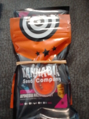 Amnesia Haze Go Fast 5+2 Hanfsamen