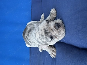 Französische Bulldogge super süß  