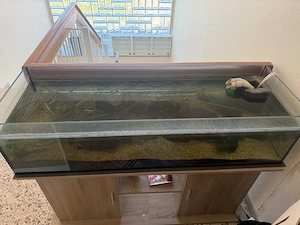 3 Axolotl 