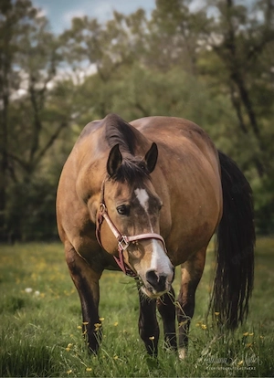 Quarter Horse , Paint Horse Zuchtstute
