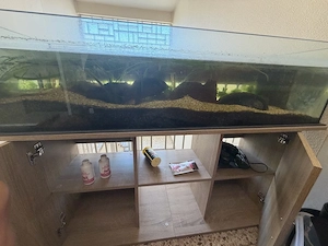 3 Axolotl inklusive allem