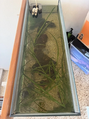 3 Axolotl inklusive allem Bild 3