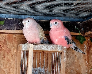 Bourkesittiche
