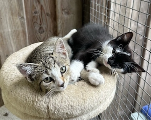 Hofkatzen - Kitten 