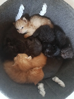6 kleine Katerchen suchen ein zu Hause 
