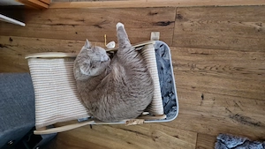 Suche einen BKH Katzenbaby 
