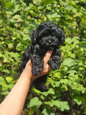 ** Mini Yorkiepoo Welpen ** 2-3 kg Toypudel x Merle Biewer Yorkshire Terrier wie Maltipoo Bild 3