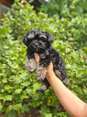 ** Mini Yorkiepoo Welpen ** 2-3 kg Toypudel x Merle Biewer Yorkshire Terrier wie Maltipoo Bild 6