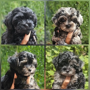 ** Mini Yorkiepoo Welpen ** 2-3 kg Toypudel x Merle Biewer Yorkshire Terrier wie Maltipoo