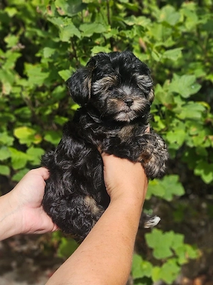 ** Mini Yorkiepoo Welpen ** 2-3 kg Toypudel x Merle Biewer Yorkshire Terrier wie Maltipoo Bild 2