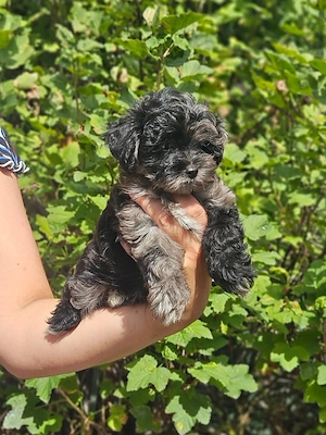 ** Mini Yorkiepoo Welpen ** 2-3 kg Toypudel x Merle Biewer Yorkshire Terrier wie Maltipoo Bild 4