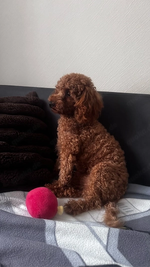 Gentleman Toypudel (Deckrüde) mit Ahnentafel sucht Dame Bild 3