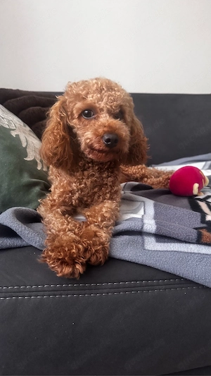 Gentleman Toypudel (Deckrüde) mit Ahnentafel sucht Dame Bild 2