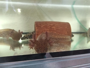 Axolotl Copper und Wildling